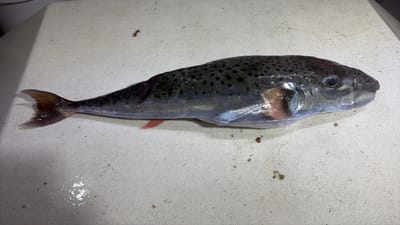 OPREZ Institut za oceanografiju i ribarstvo: "Konzumacija ove ribe može biti fatalna!"