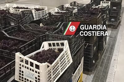 Talijani u Trstu zaplijenili čak dvije tone ježeva: "Pratili smo rashladni kombi iz Hrvatske" -  Evo koliku štetu su nam napravili krivolovci!