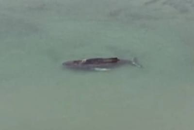 Grbavi kit se uspio osloboditi nakon ponovnog nasukavanja: "Borba je trajala danima"