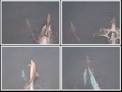 Zaigrani dupini "plešu" pod 'Markom Polom' i vraćaju dobro raspoloženje