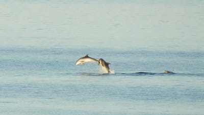 Dupini u Ližnjanu priredili pravi uskrsni show!