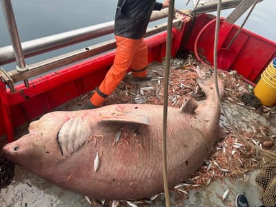 "Glavonja" u Bračkom kanalu -  Ribari uhvatili pa pustili zaštićenu 'mrcinu'