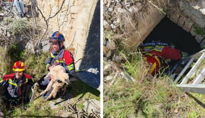Brački vatrogasci spasili janje iz četiri metra dubokog groba