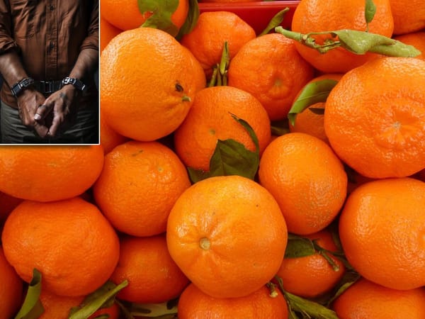 Bosanac i Hercegovac sa Srbinom 55 kilograma kokaina sakrio među mandarinama: "Trebao je završiti u Poreču"