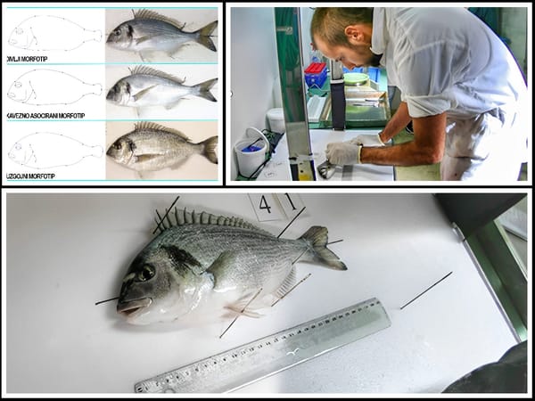 ZNATE LI RAZLIKU? Institut za oceanografiju pojašnjava kako razlikovati divlju od uzgojene ribe