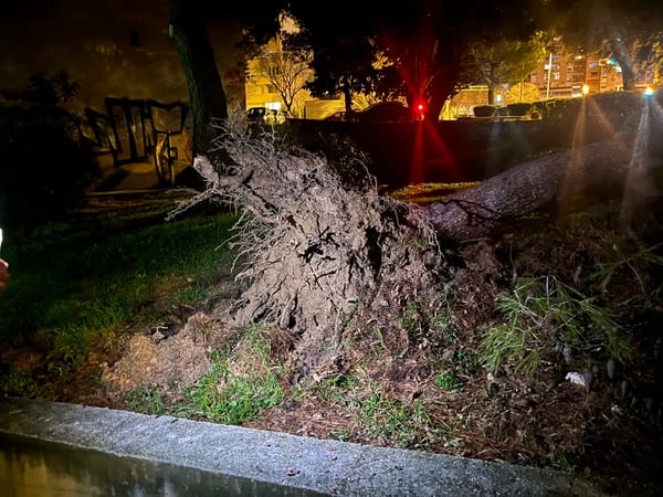 U blizini splitskog dječjeg vrtića palo veliko stablo