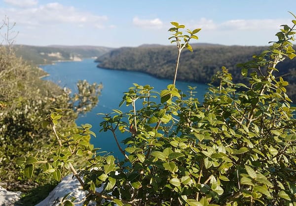 Vrhunski veslači stižu u Limski kanal, među njima i braća Sinković!