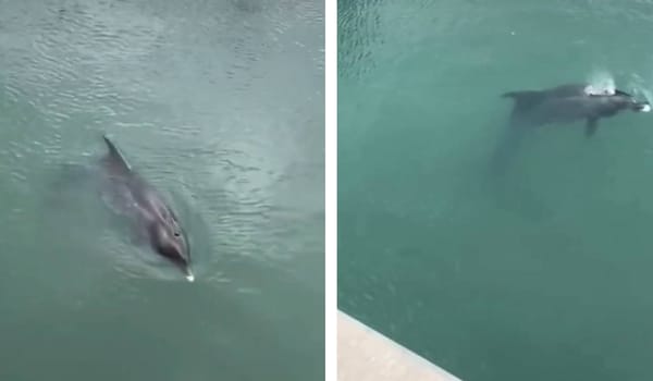 Ženka dupina koja je uplivala u rijeku Jadro u teškom je stanju