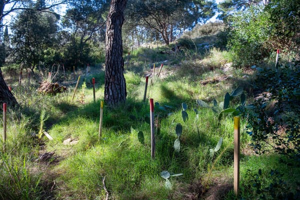 Na Marjanu posađeno 15 tisuća sadnica: "Dugoročno očuvanje zelenih pluća grada!"
