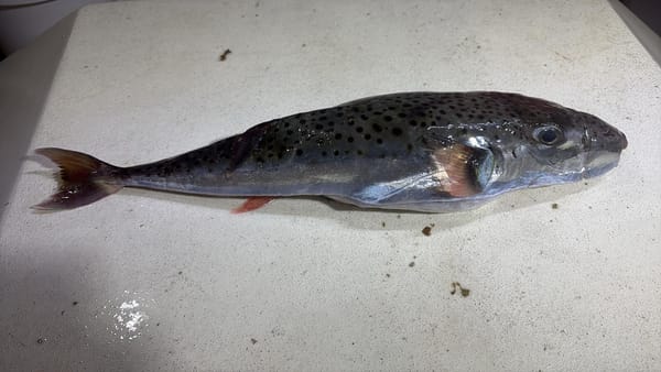 OPREZ Institut za oceanografiju i ribarstvo: "Konzumacija ove ribe može biti fatalna!"