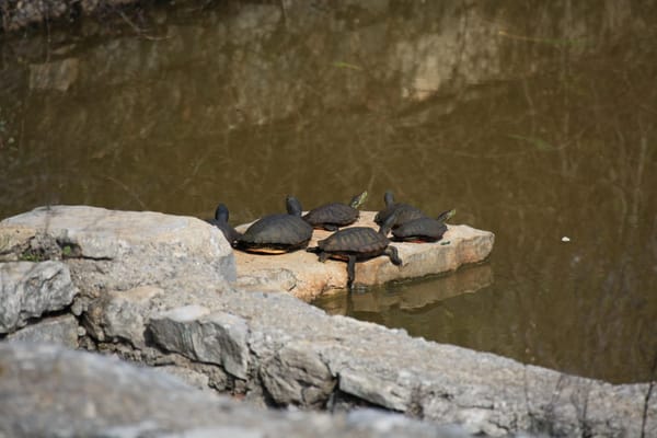 Na Dugom otoku postavljene zamke za invazivne kornjače
