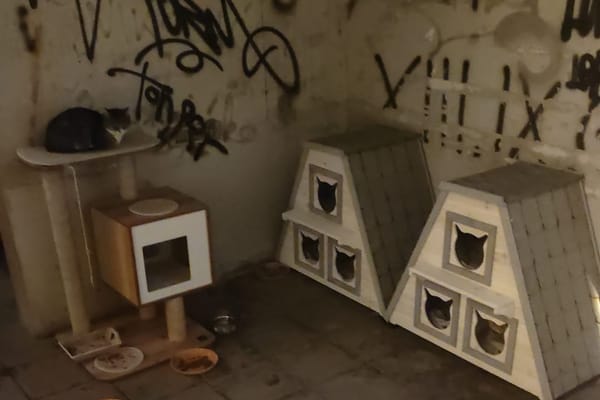 Prijepor oko mačaka u Makarskoj ulici u Splitu: "Komunalci uklonili kućice na Žnjanu, mace ostale bez zaklona"