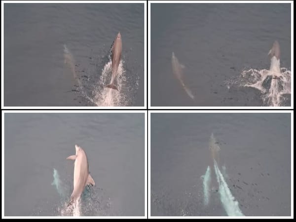 Zaigrani dupini "plešu" pod 'Markom Polom' i vraćaju dobro raspoloženje