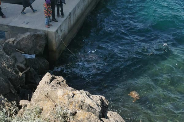 U samo jednom vikendu u oporavilište na Lošinju primljene četiri morske kornjače