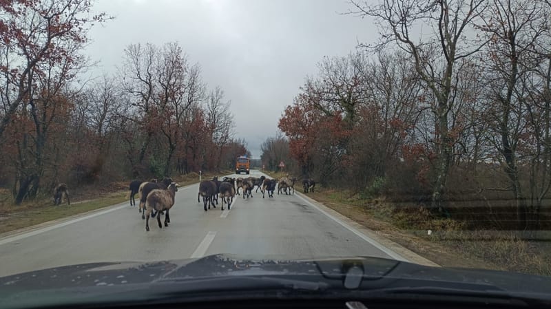 Ovce izazvale kaos na istarskoj cesti