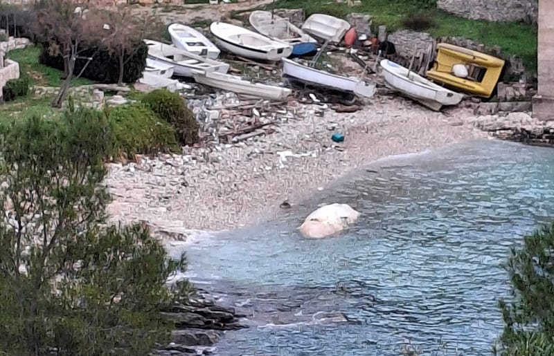 U viškoj uvali more nanijelo sisavca od 6 metara u raspadnutom stanju