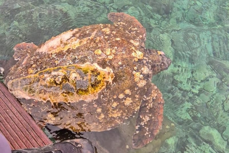 Dvije glavate želve nakon olujnog nevremena spašene na Lastovu