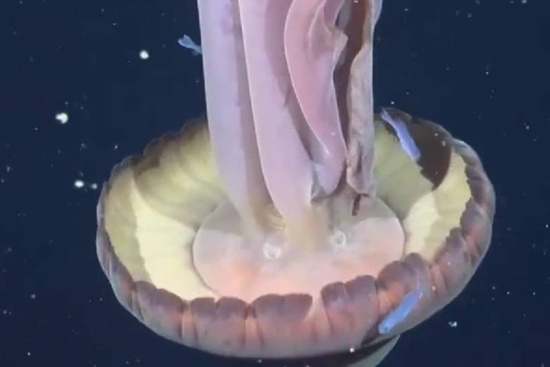 Na dubini od 250 metara snimljena divovska fantomska meduza: "Lovke mogu biti duge i do 10 metara"