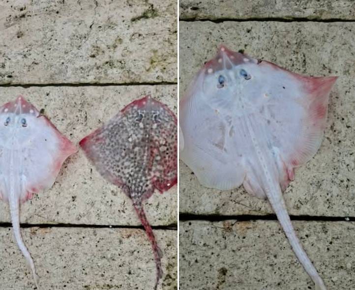 Albino raža iz viškog akvatorija