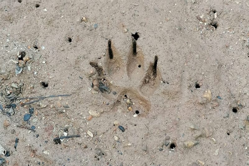 Čagljevi se skupljaju oko kontejnera usred Pule