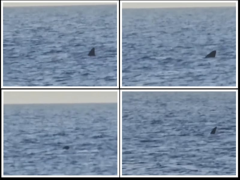 VIDEO Golema psina kod Cresa