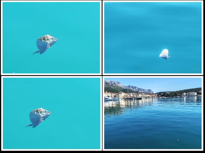 Strogo zaštićeni školjkaš snimljen u makarskoj luci