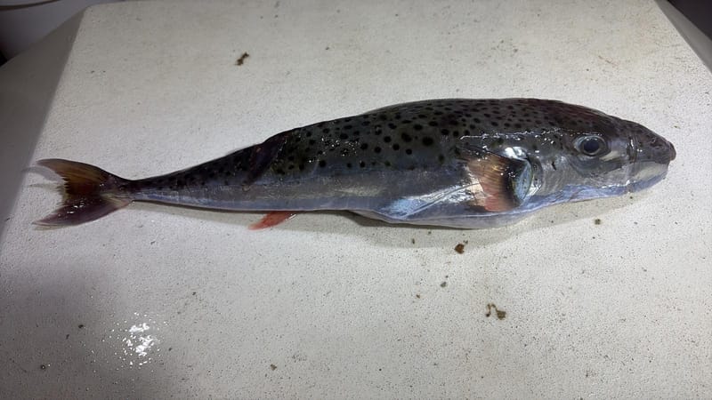 OPREZ Institut za oceanografiju i ribarstvo: "Konzumacija ove ribe može biti fatalna!"