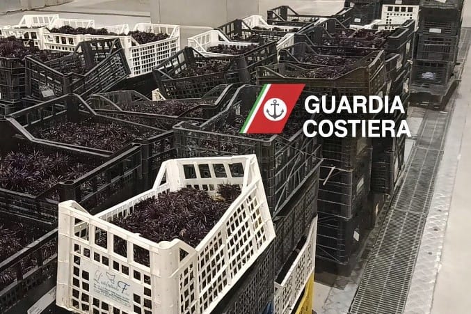 Talijani u Trstu zaplijenili čak dvije tone ježeva: "Pratili smo rashladni kombi iz Hrvatske" -  Evo koliku štetu su nam napravili krivolovci!