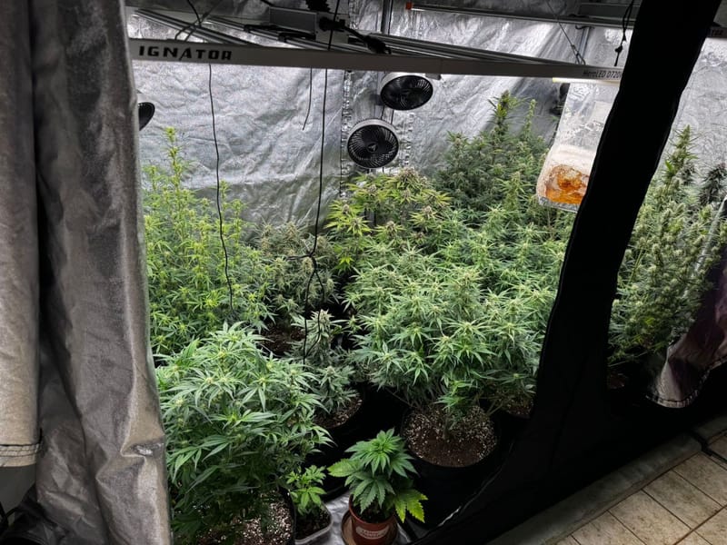 Na Hvaru pronađen čitav laboratorij za unutarnji uzgoj droge na području Hvara – Uhićen muškarac