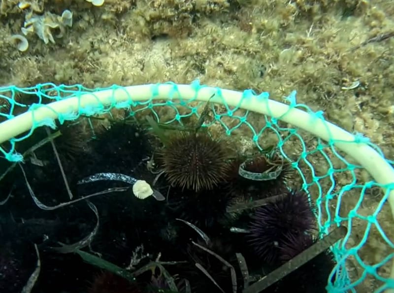 Ježinci na meti krivolovaca kod Zadra: "Privedena dvojica muškaraca, izvadili su 3200 jedinki!"