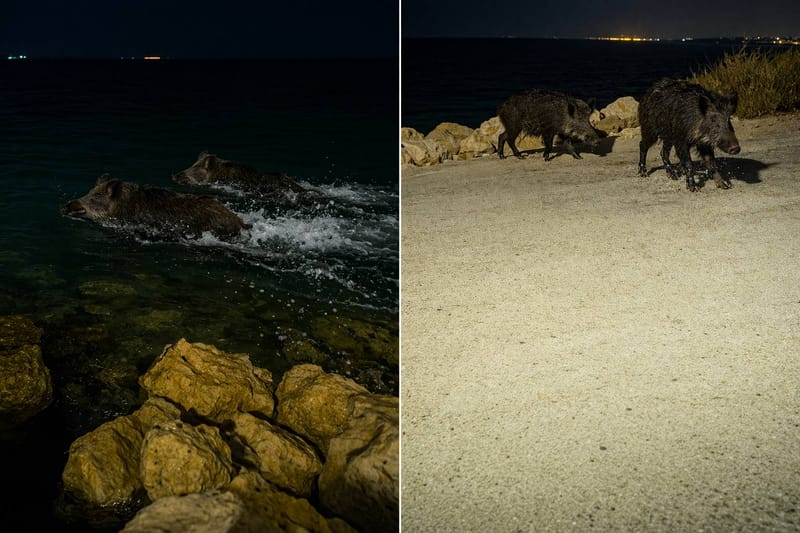 VIDEO Uhvaćen trenutak 'desanta' divljih svinja na otok Ist: "Vidi ih, plivaju!"