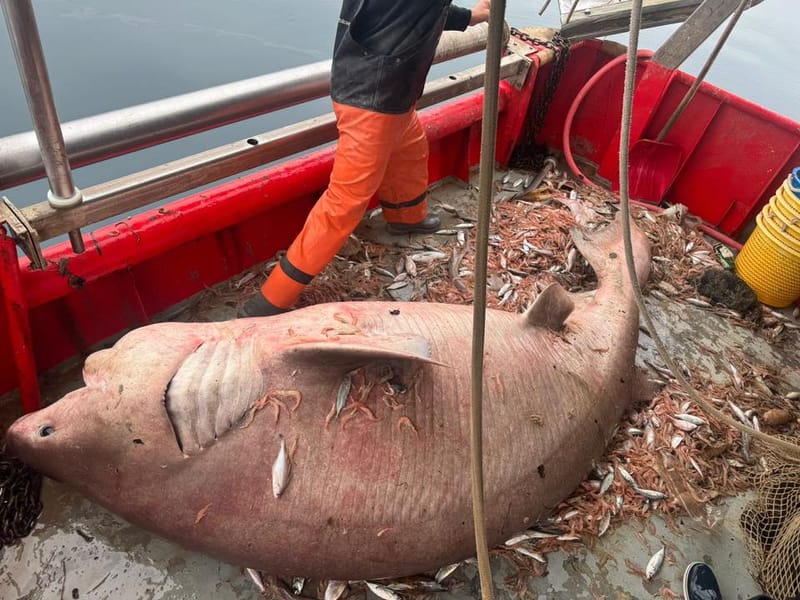 "Glavonja" u Bračkom kanalu -  Ribari uhvatili pa pustili zaštićenu 'mrcinu'