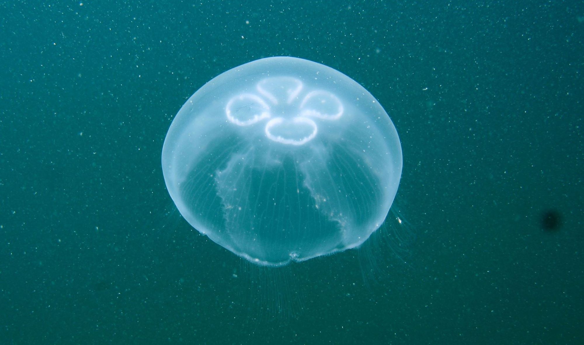 FOTO: Meduza Uhati klobuk ispred Kaštela. Stručnjaci: nema straha!