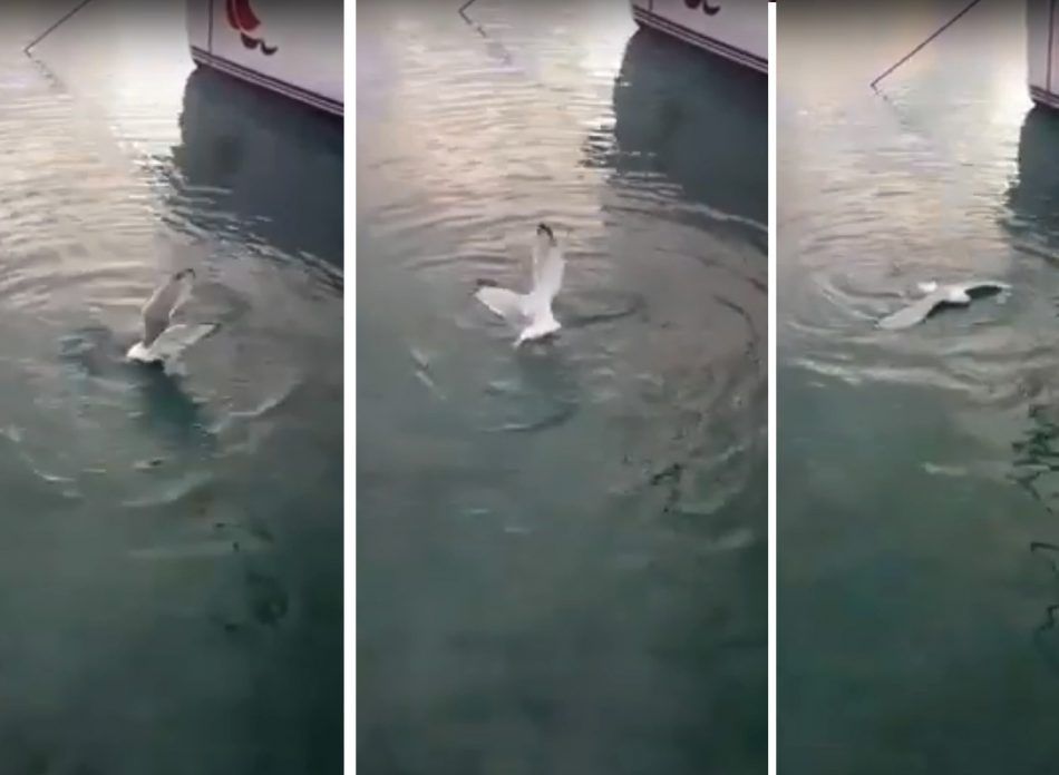 VIDEO Borba galeba i hobotnice i na Kornatima: Pogodite tko je pobijedio?