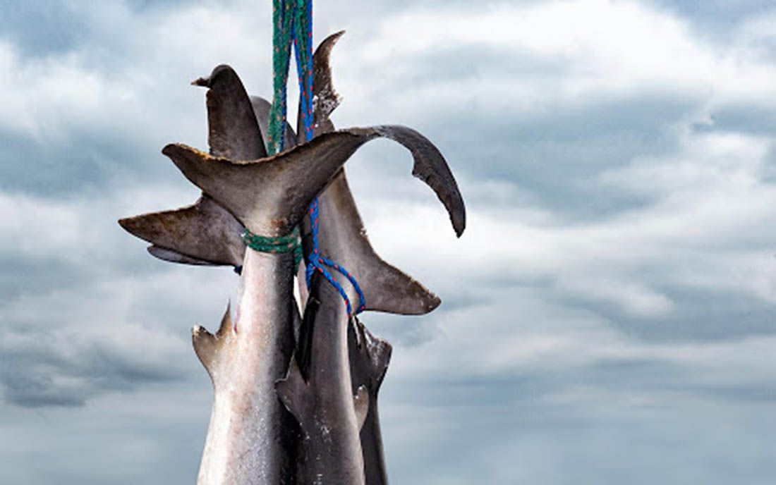WWF objavio nove dokaze o ilegalnom ulovu morskih pasa i raža na Mediteranu