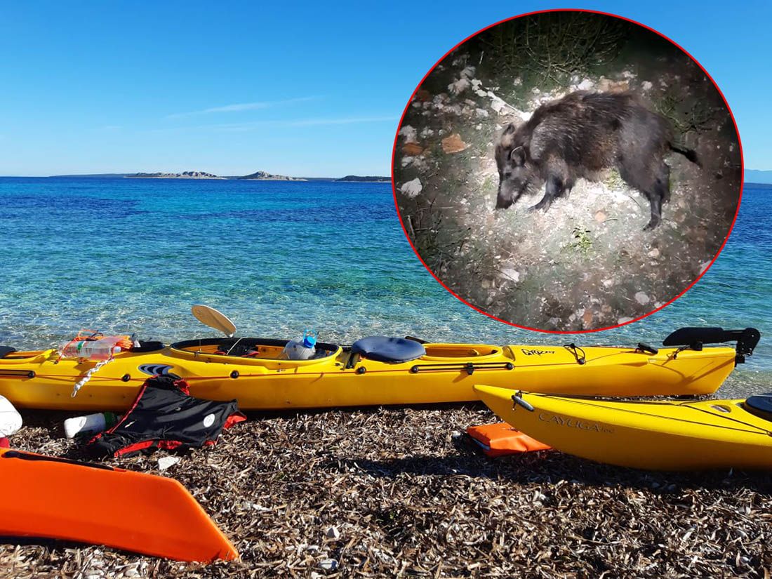 VIDEO Kajakaši se pokušali odmoriti na otoku Škardi, pa ih iznenadili „domaćini“