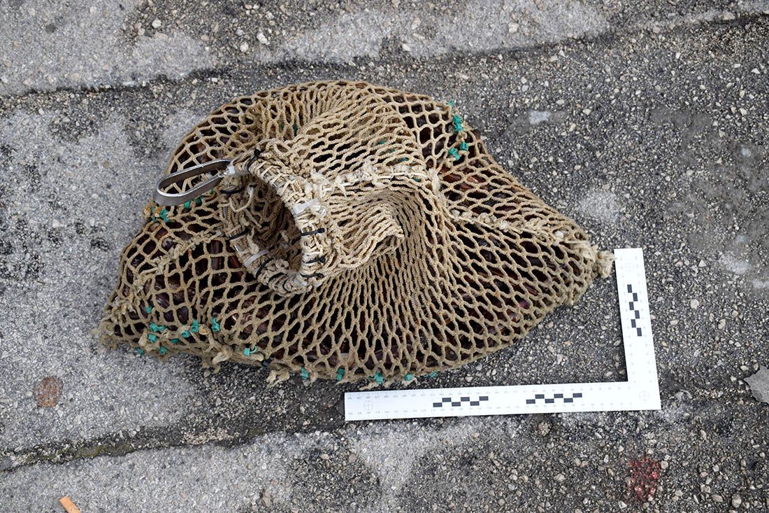 Kazneno prijavljen zbog ilegalnog izlova 113 prstaca u Hvaru