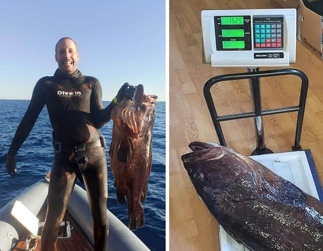 ULOVIO GRDOSIJU Zadarski podmorski ribolovac izvadio kirnju težu od 15 kg!