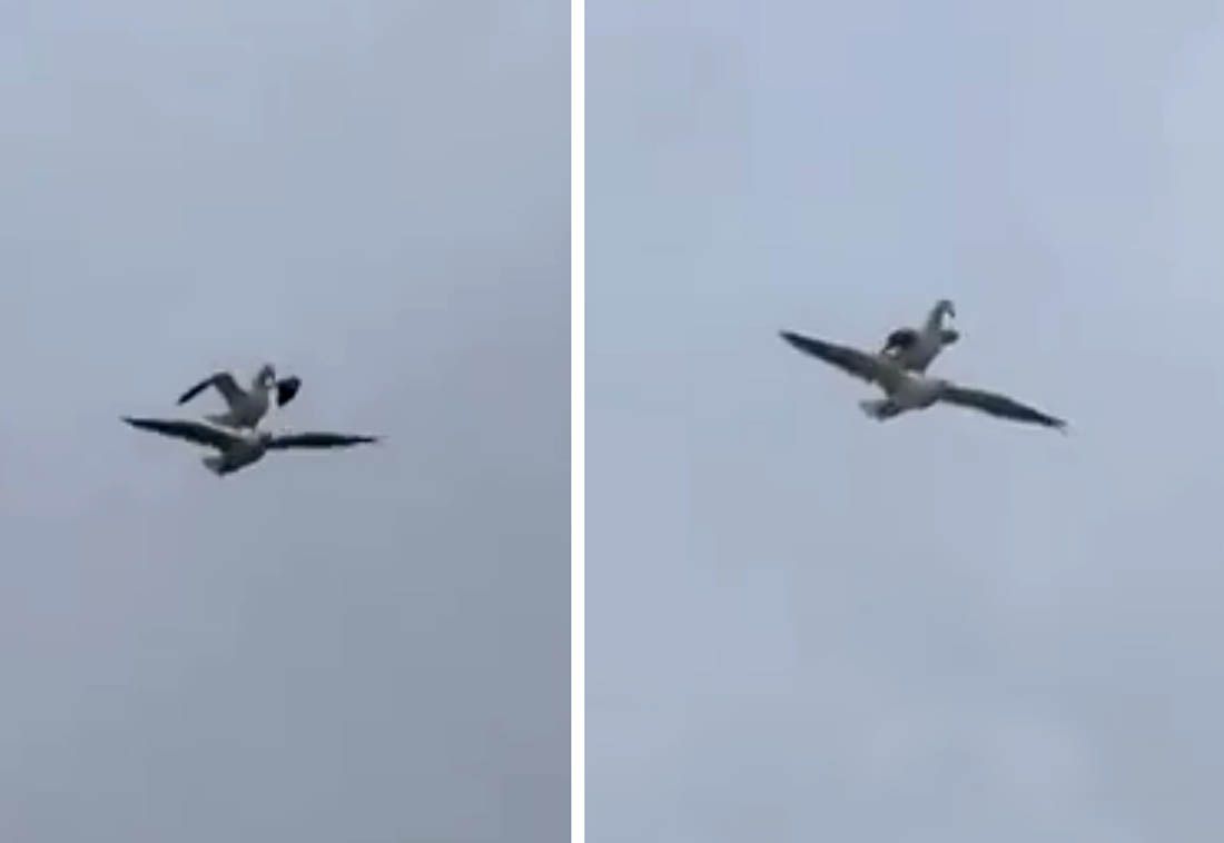 VIDEO JE POSTAO HIT! Galeb se odlučio provozati na drugom galebu
