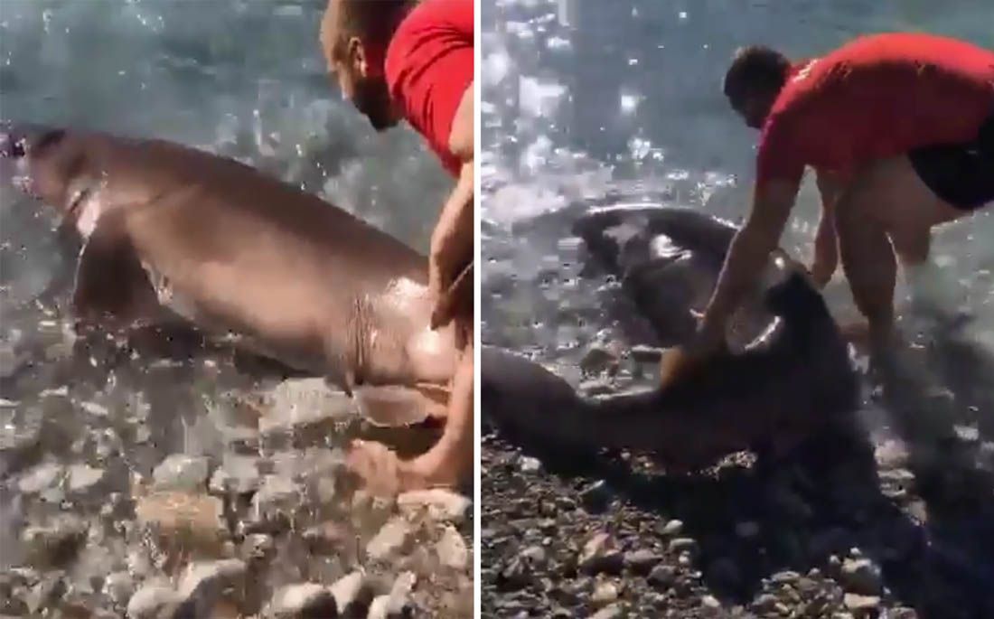 VIDEO Crnogorski ribari vratili natrag u more strogo zaštićenu vrstu