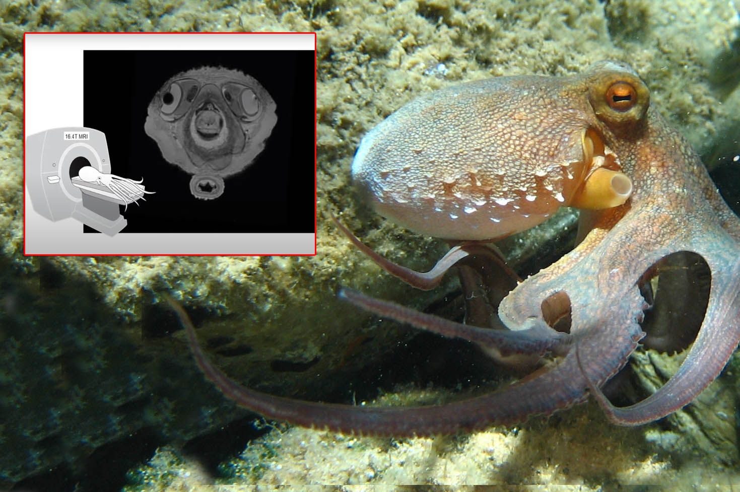Stavljajući hobotnice u MRI uređaje, znanstvenici otkrili fascinantne podatke!