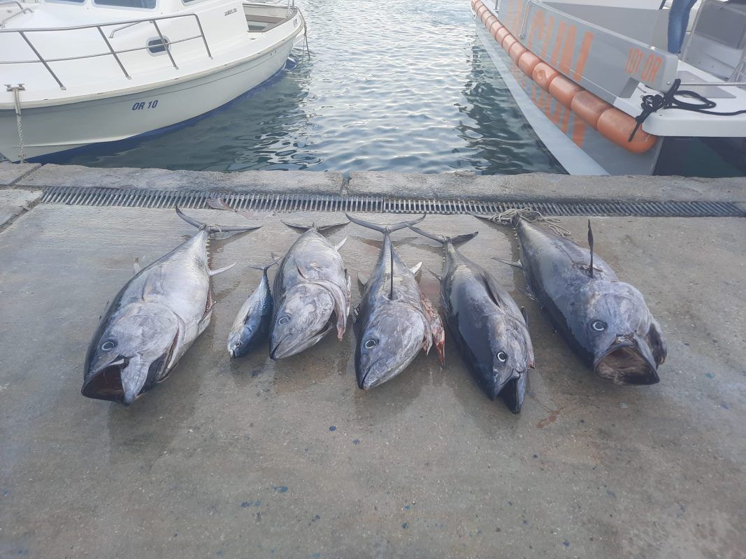 RIJEDAK PRIZOR Između Pelješca i Lastova uhvatili golemu tunu od 66 kilograma