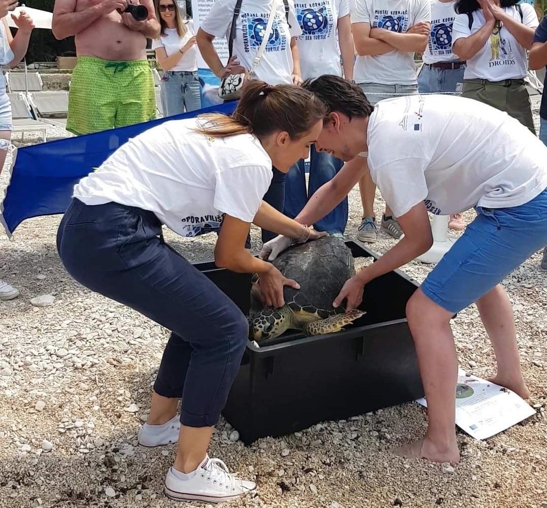 U Jadran puštena još jedna oporavljena kornjača
